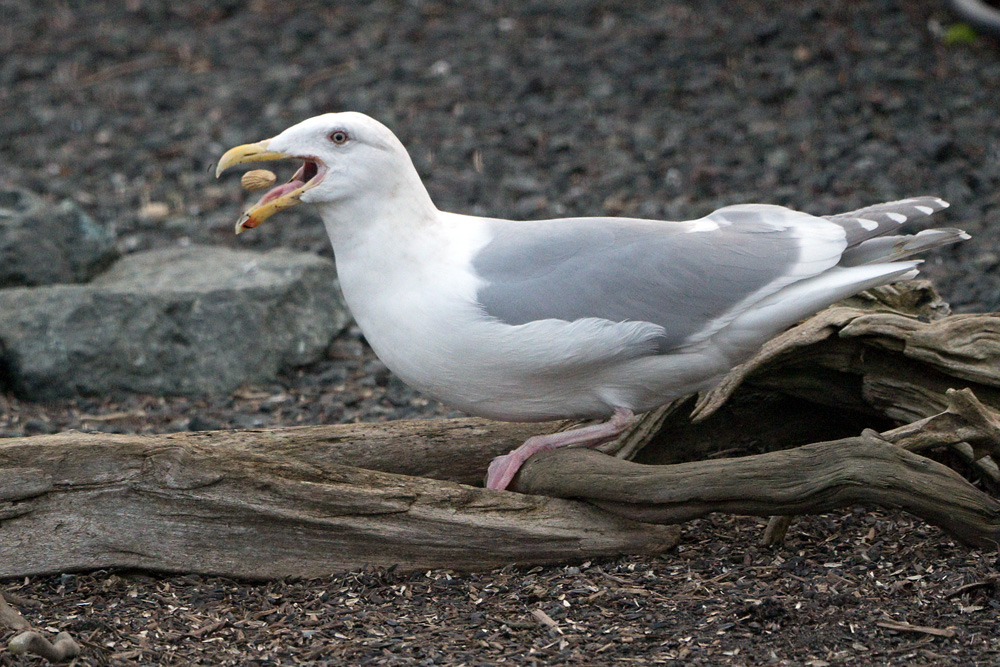 Click to see a larger image. Glaucous-winged Gull